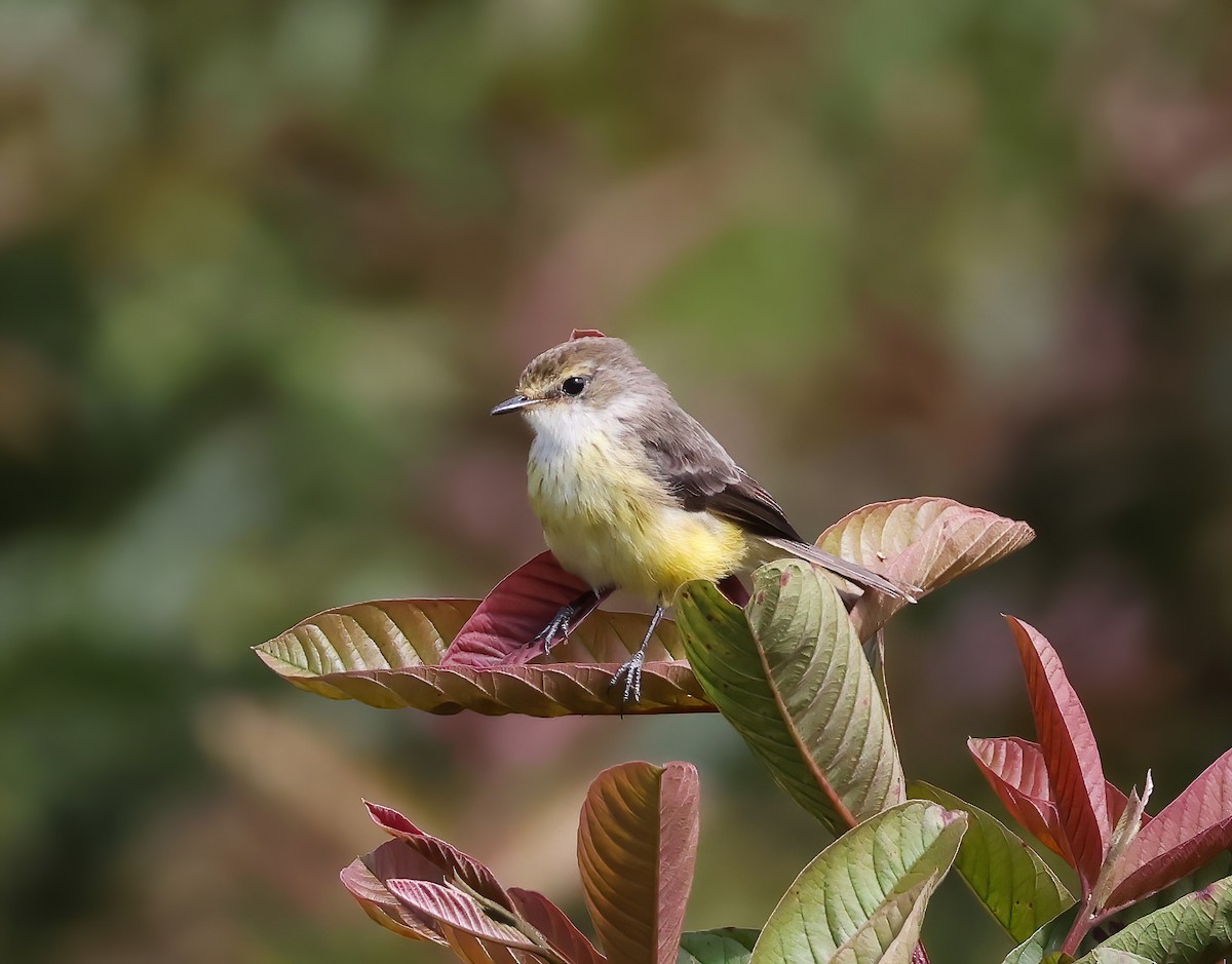 Brujo Flycatcher (Galapagos) - ML640002123