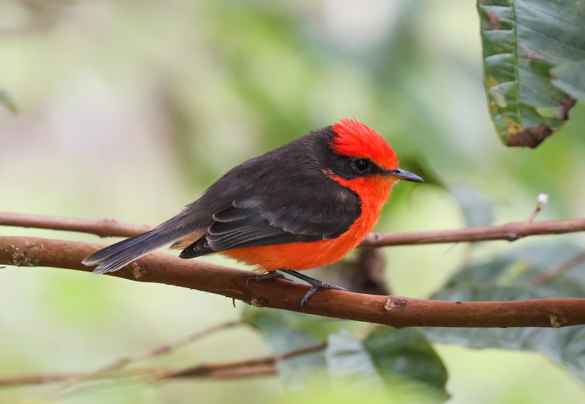 Brujo Flycatcher (Galapagos) - ML640002124