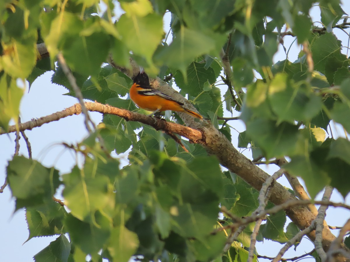 Baltimore Oriole - ML640002132