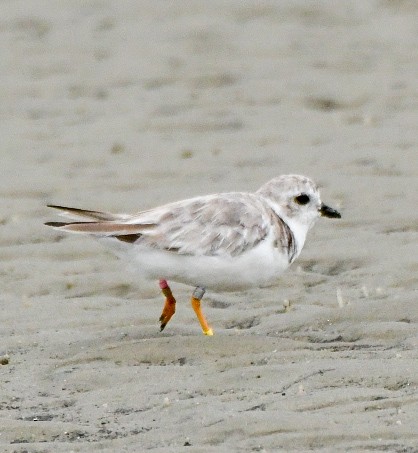 Piping Plover - ML640002135