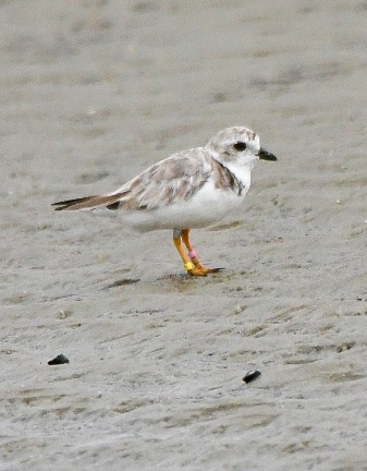 Piping Plover - ML640002137