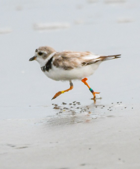 Piping Plover - ML640002138