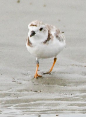 Piping Plover - ML640002139
