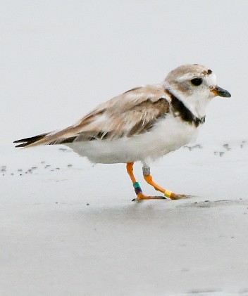 Piping Plover - ML640002140