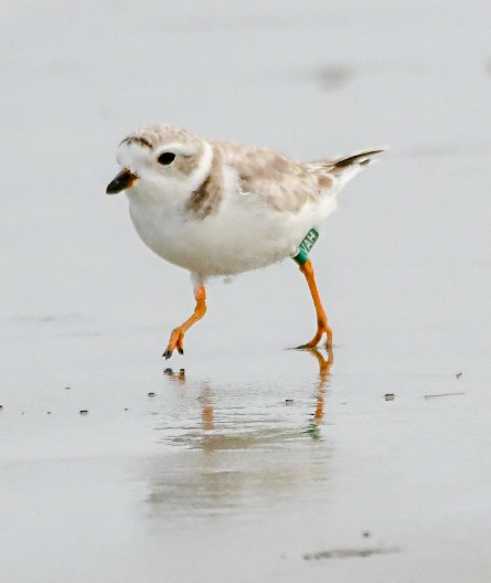 Piping Plover - ML640002141
