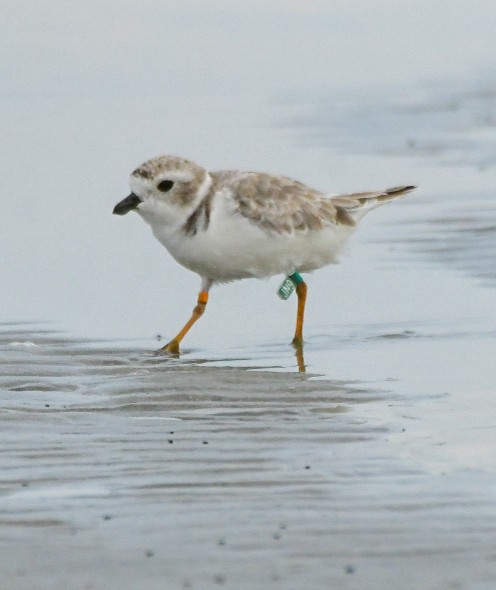 Piping Plover - ML640002142
