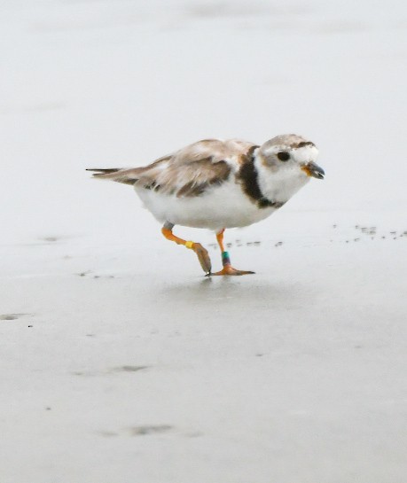Piping Plover - ML640002143
