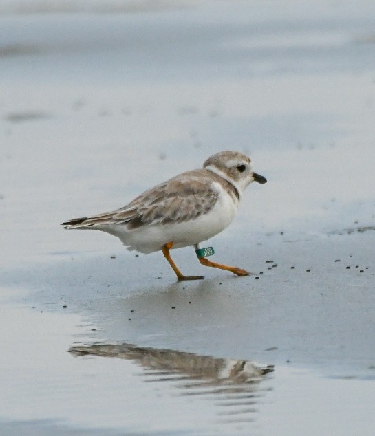 Piping Plover - ML640002144