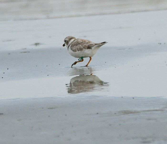 Piping Plover - ML640002145