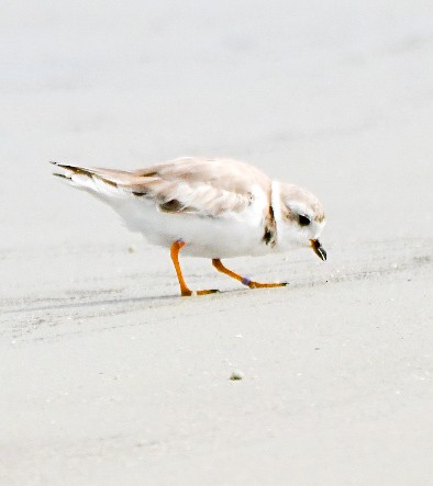 Piping Plover - ML640002146