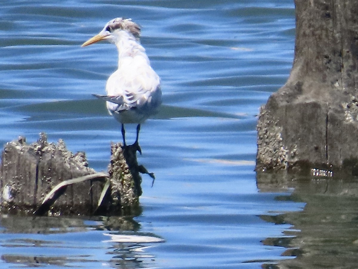 Elegant Tern - ML640002196