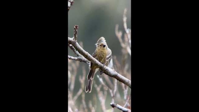Variable Seedeater - ML640002198