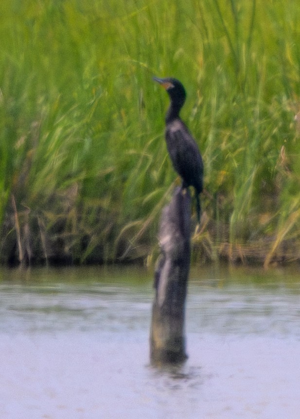 Neotropic Cormorant - ML640002205