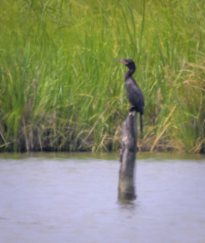 Neotropic Cormorant - ML640002206