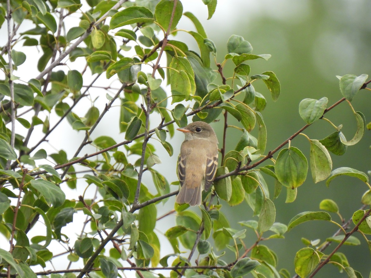 Willow Flycatcher - ML640002207