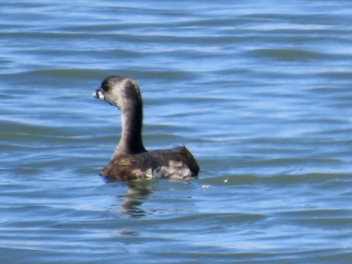 Pied-billed Grebe - ML640002253