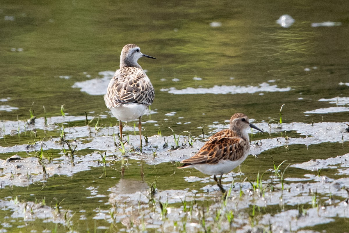 Wilson's Phalarope - ML640002255