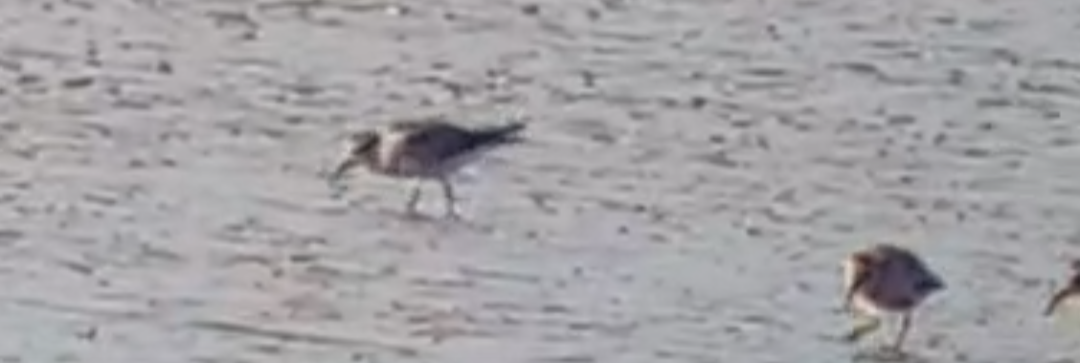 White-rumped Sandpiper - ML640002272