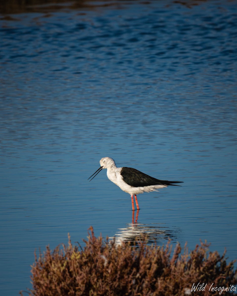 Black-winged Stilt - ML640002305