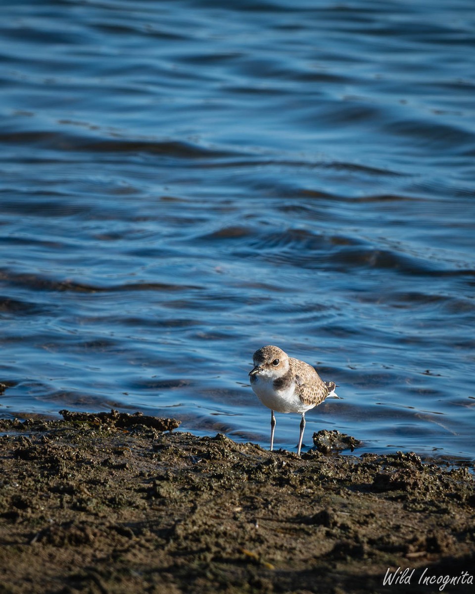 Kentish Plover - ML640002307