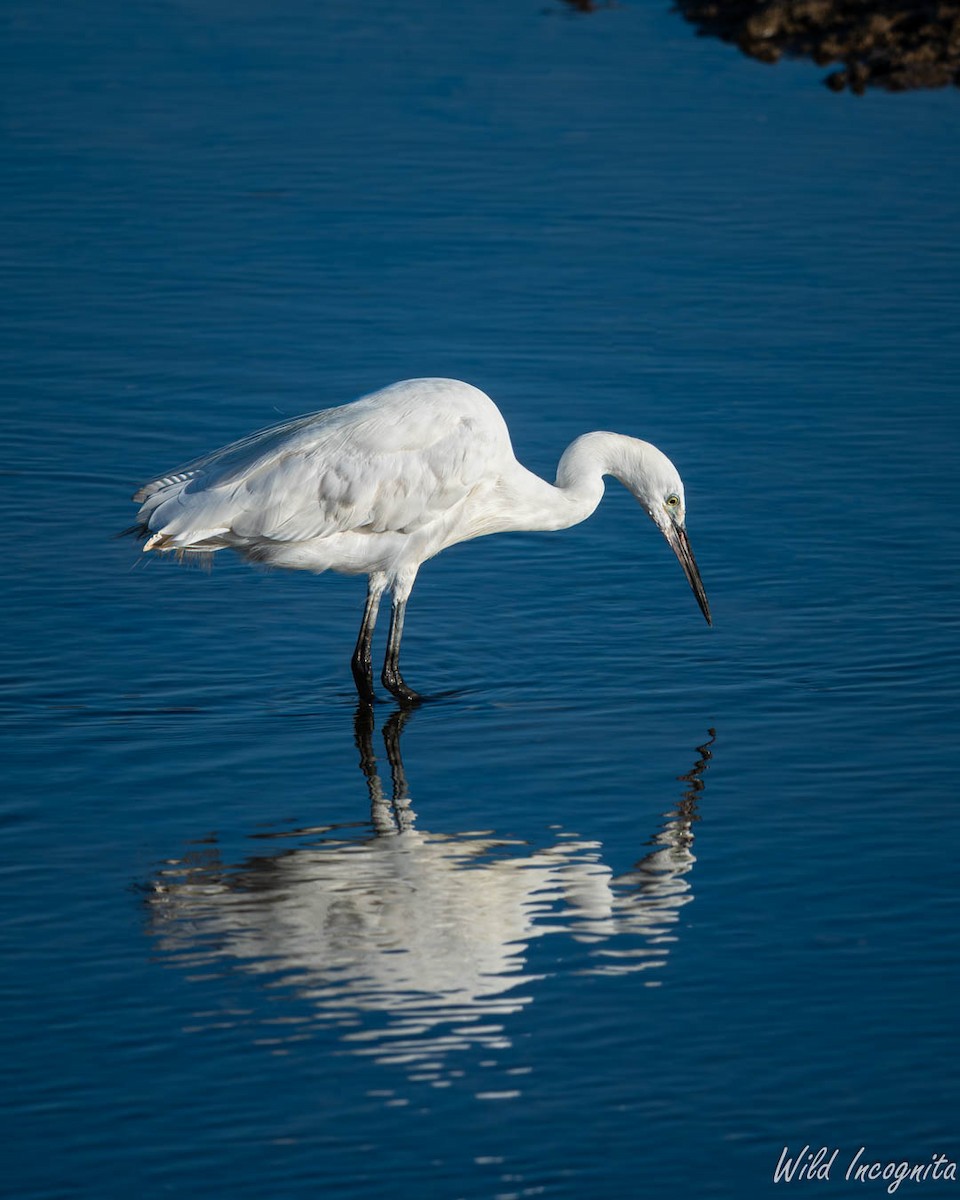 Little Egret - ML640002316