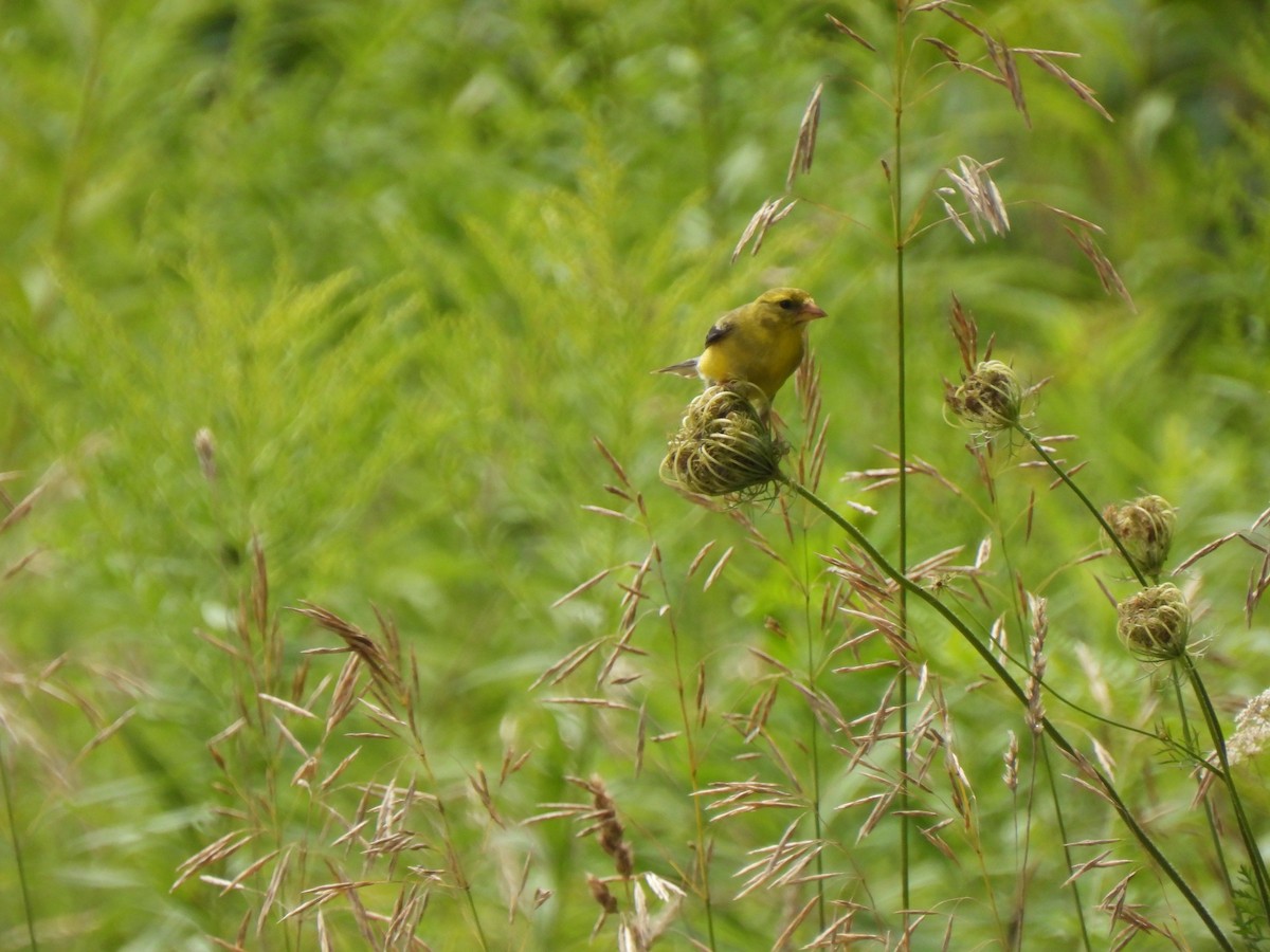 American Goldfinch - ML640002345