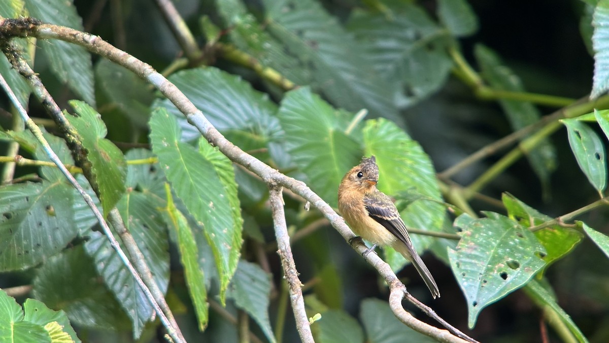 Tufted Flycatcher - ML640002369