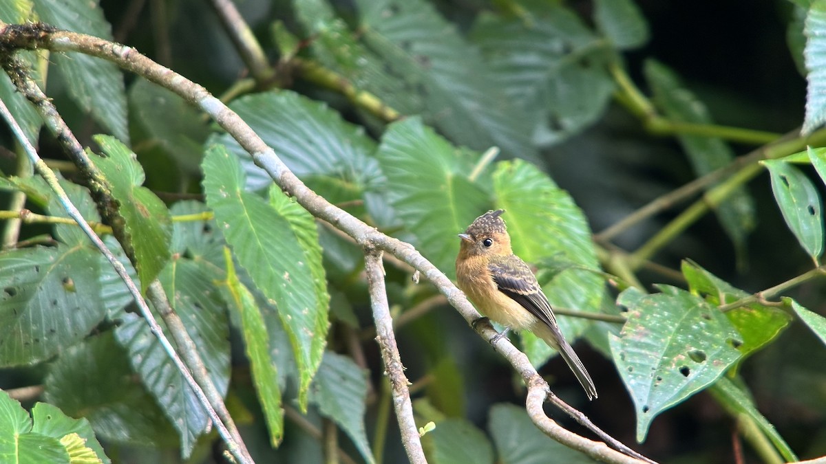 Tufted Flycatcher - ML640002370