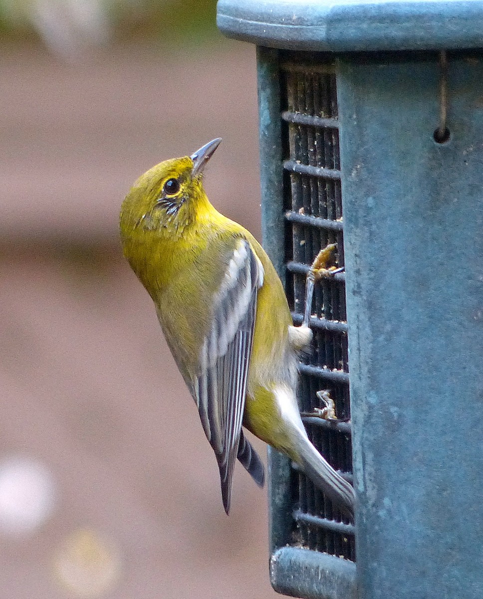 Pine Warbler - ML640002380
