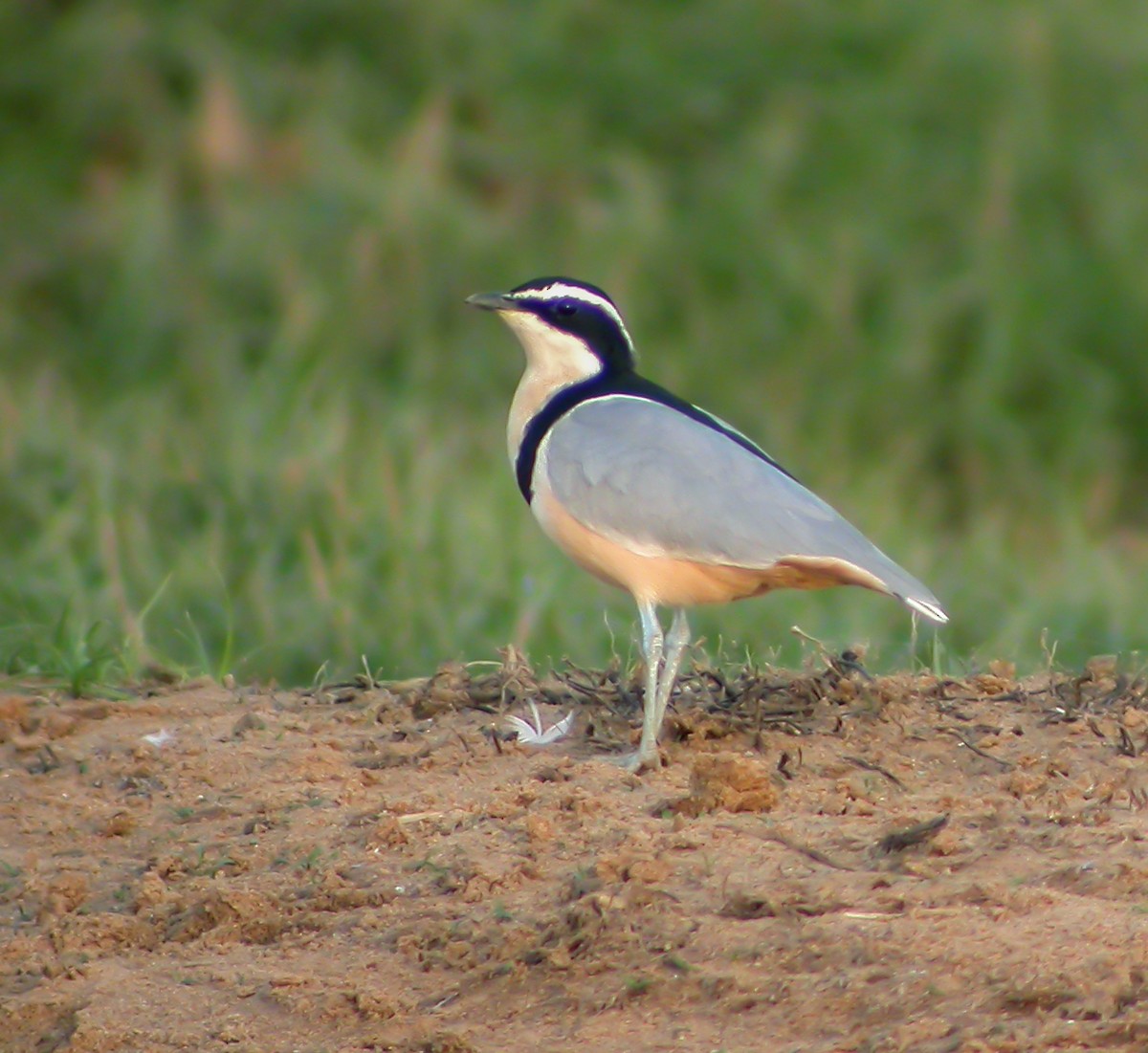 Egyptian Plover - ML640002384