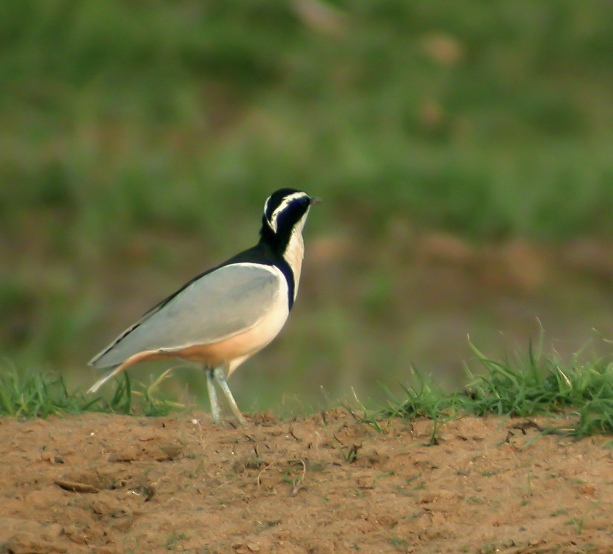 Egyptian Plover - ML640002387