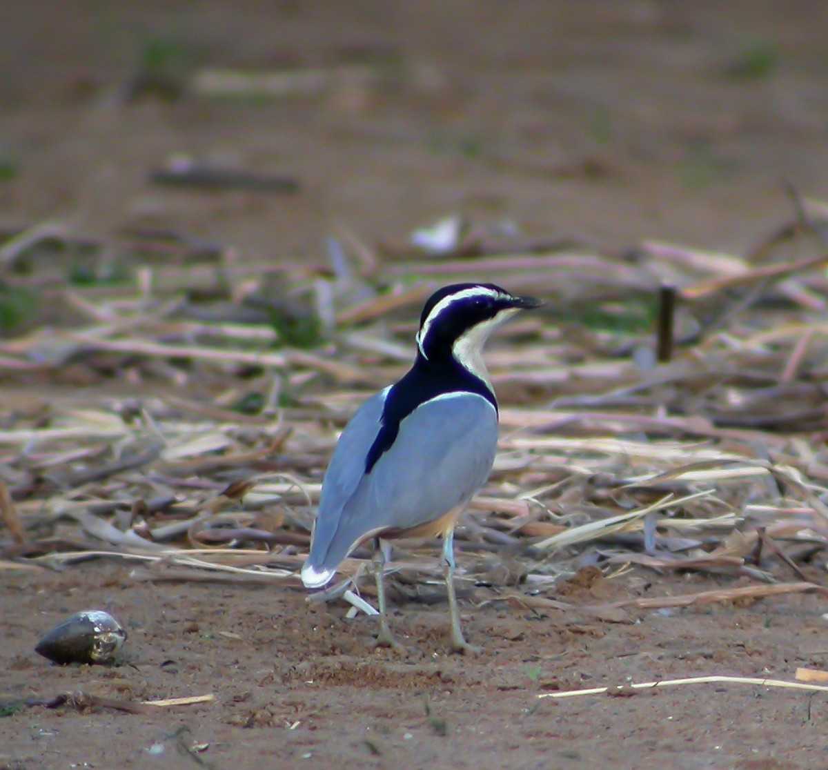 Egyptian Plover - ML640002390