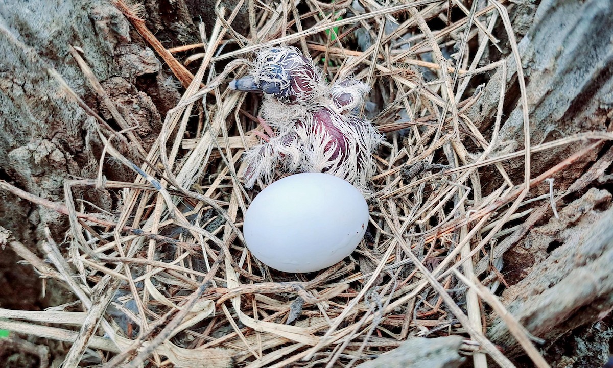 Inca Dove - ML640002422