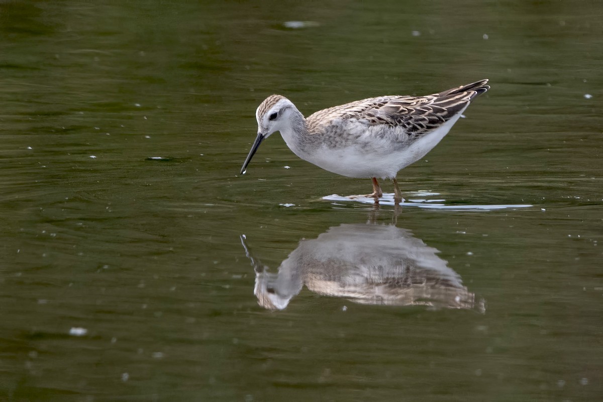 Wilson's Phalarope - ML640002459