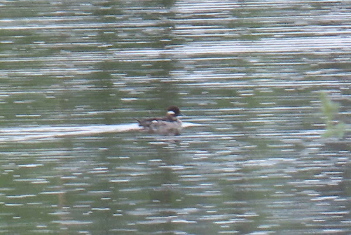 Bufflehead - ML640002476