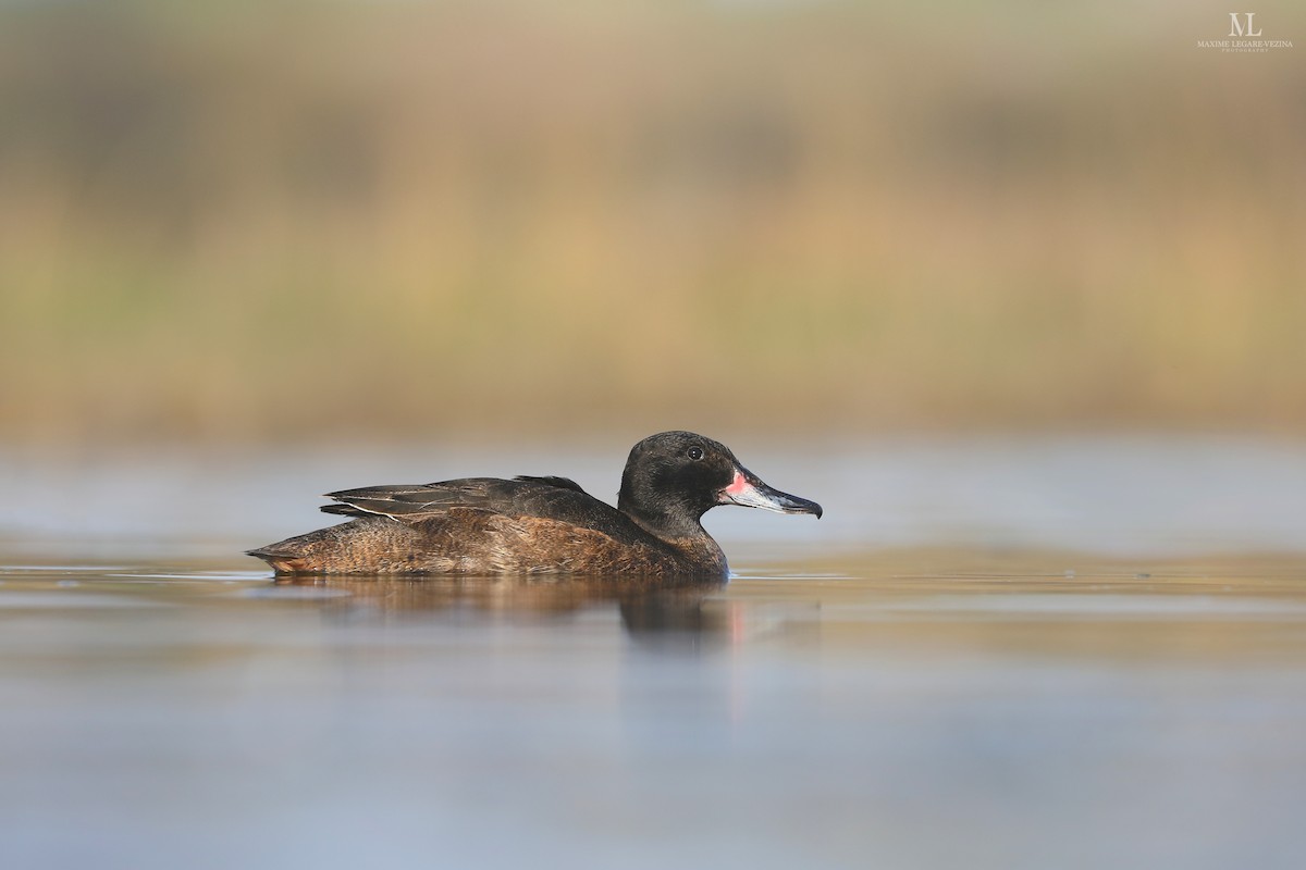 Black-headed Duck - ML640002501