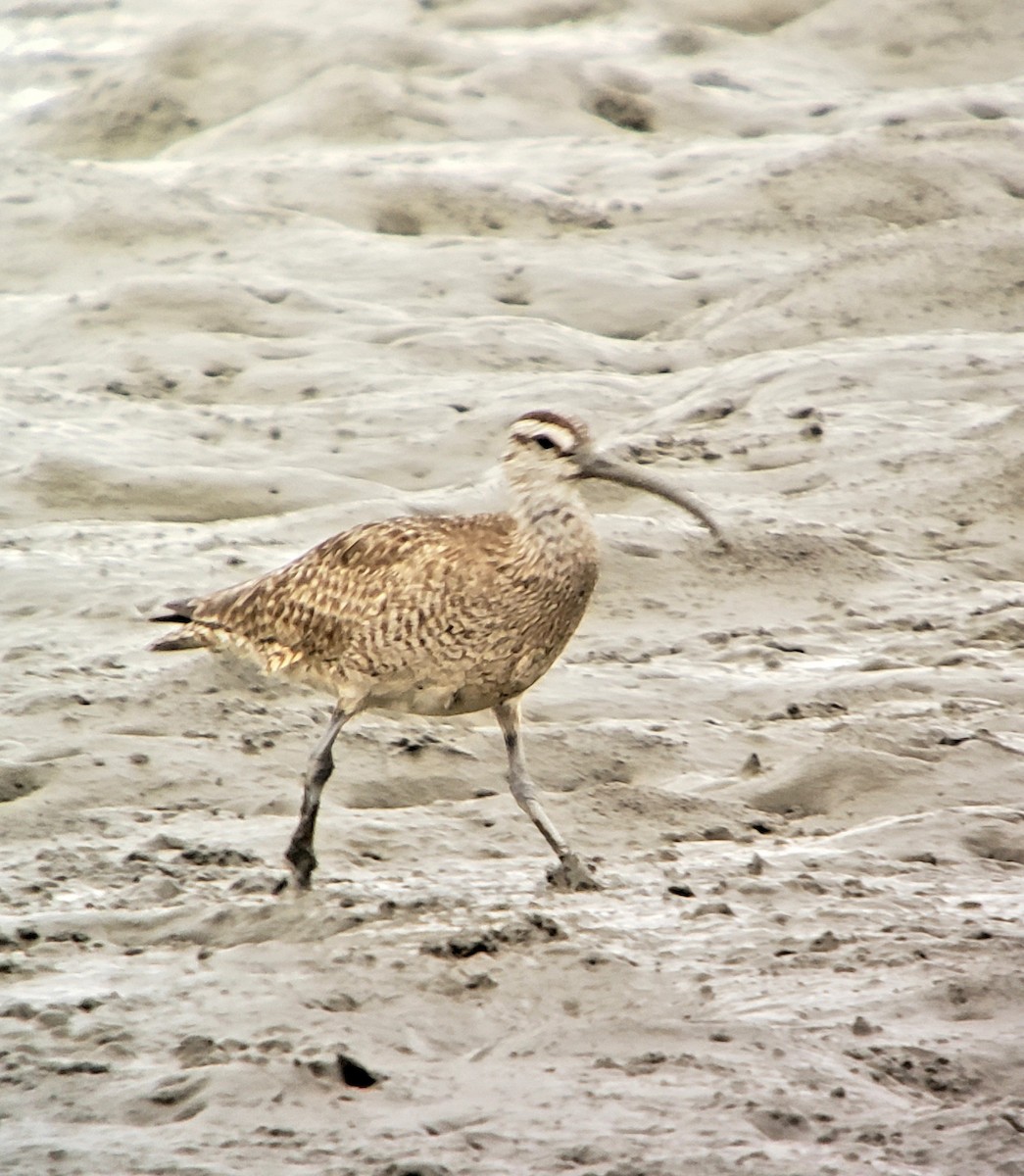 Hudsonian Whimbrel - ML640002502