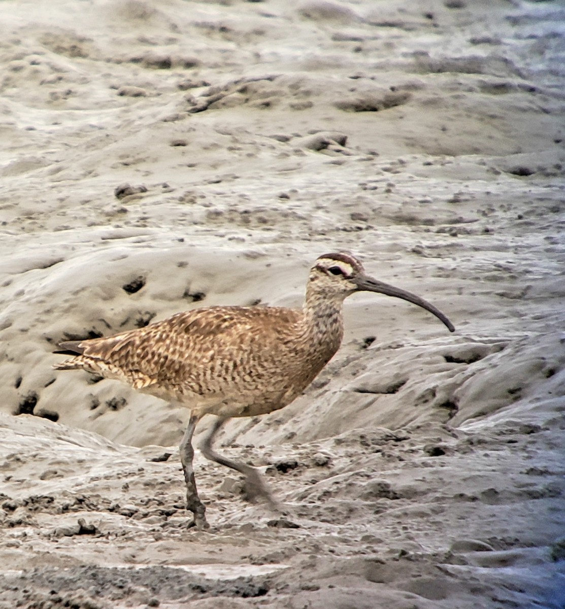 Hudsonian Whimbrel - ML640002505