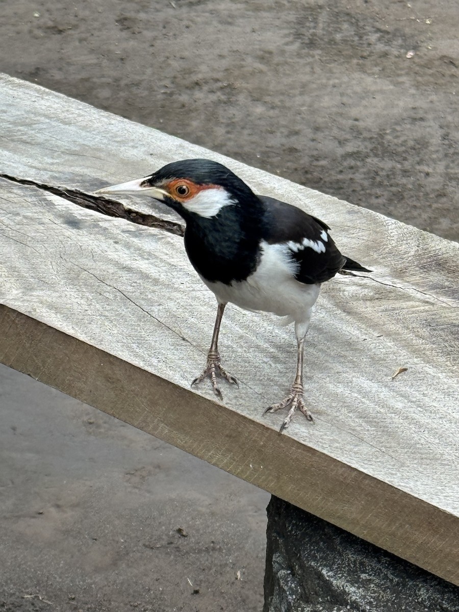 Javan Pied Starling - ML640002506