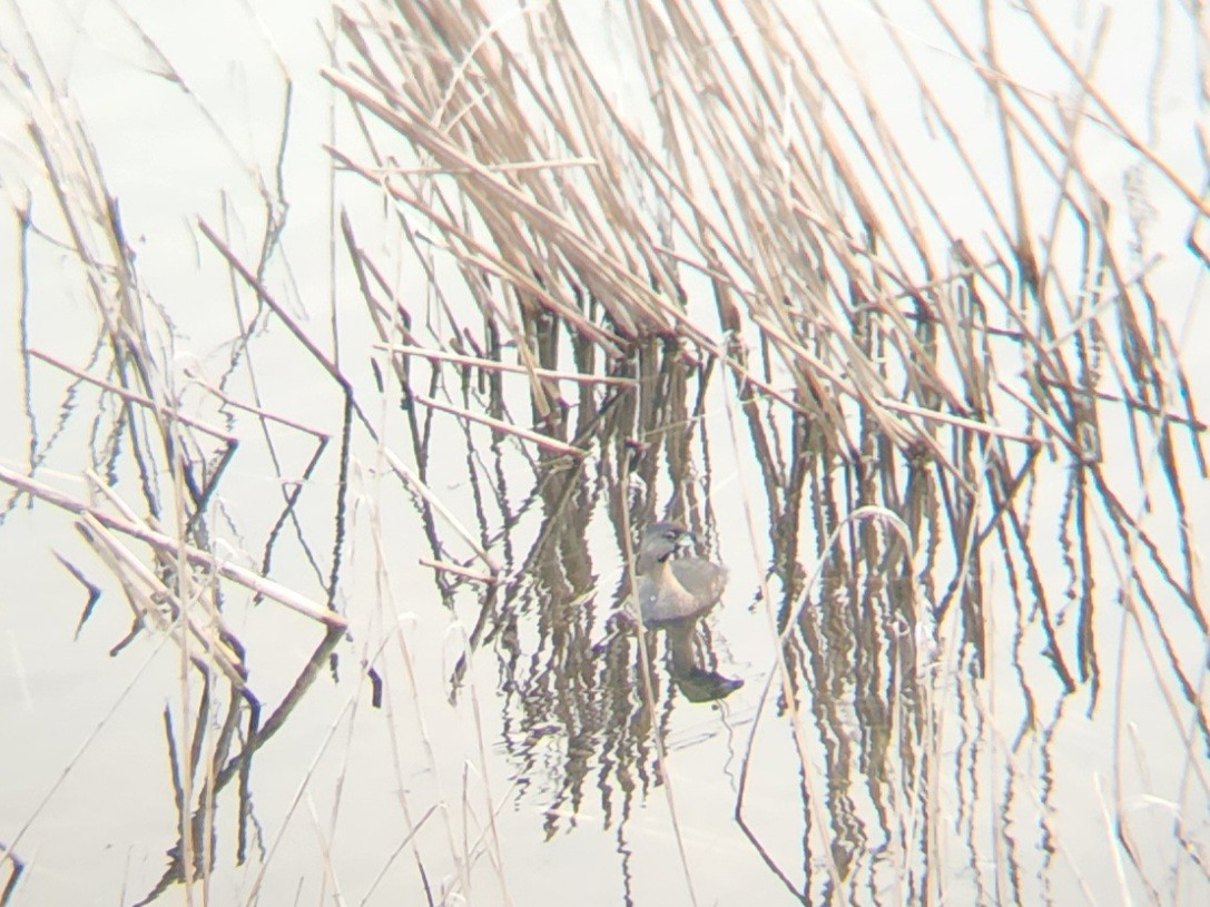 オビハシカイツブリ - ML640002515