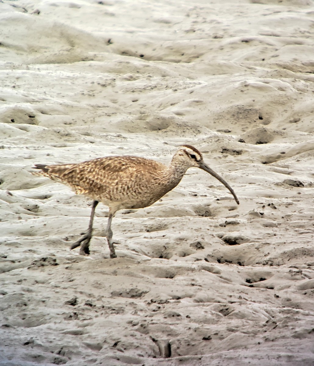 Hudsonian Whimbrel - ML640002531
