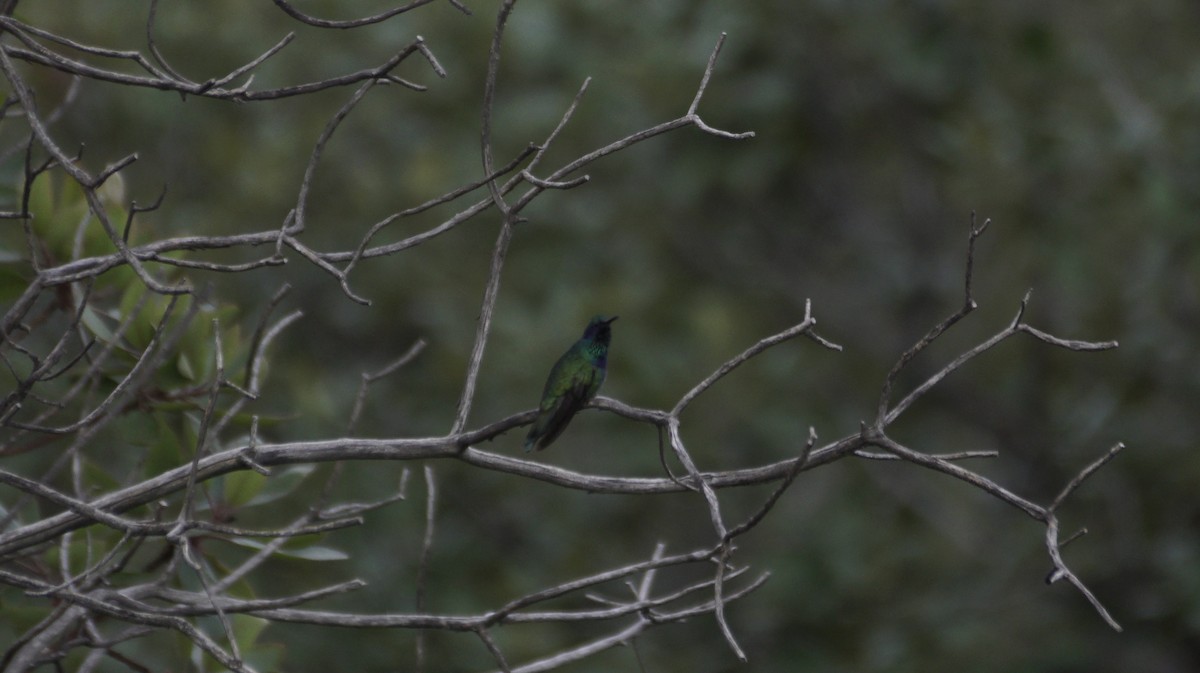 Mexican Violetear - ML640002547