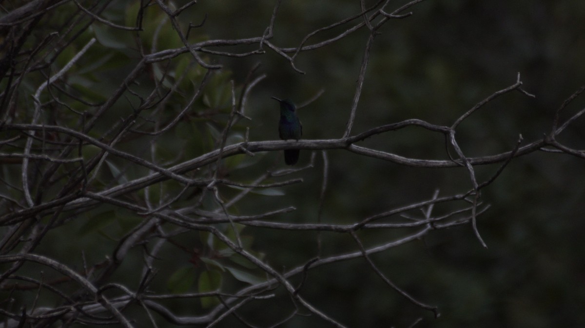 Mexican Violetear - ML640002548