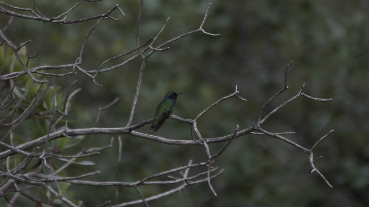 Mexican Violetear - ML640002549
