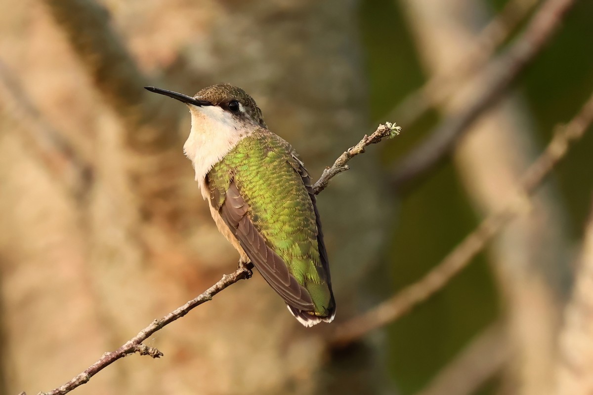 Ruby-throated Hummingbird - ML640002551
