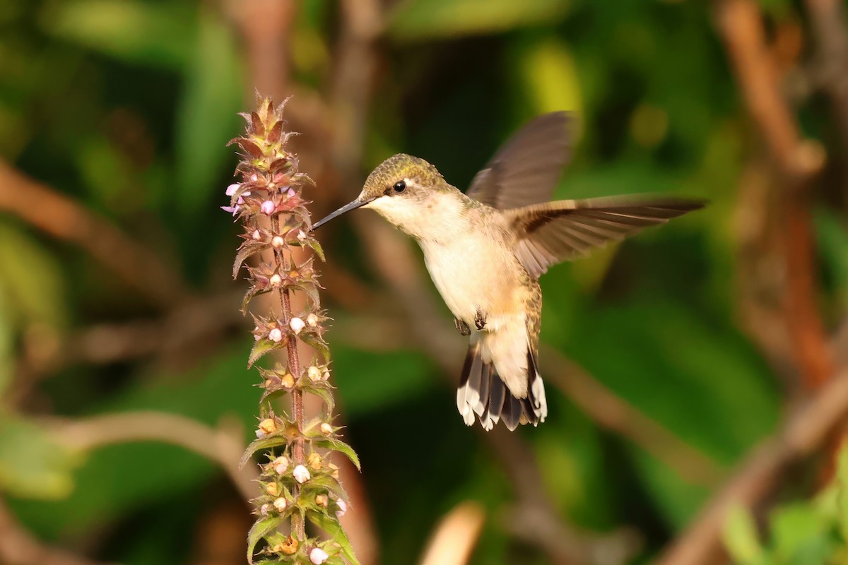 Ruby-throated Hummingbird - ML640002556