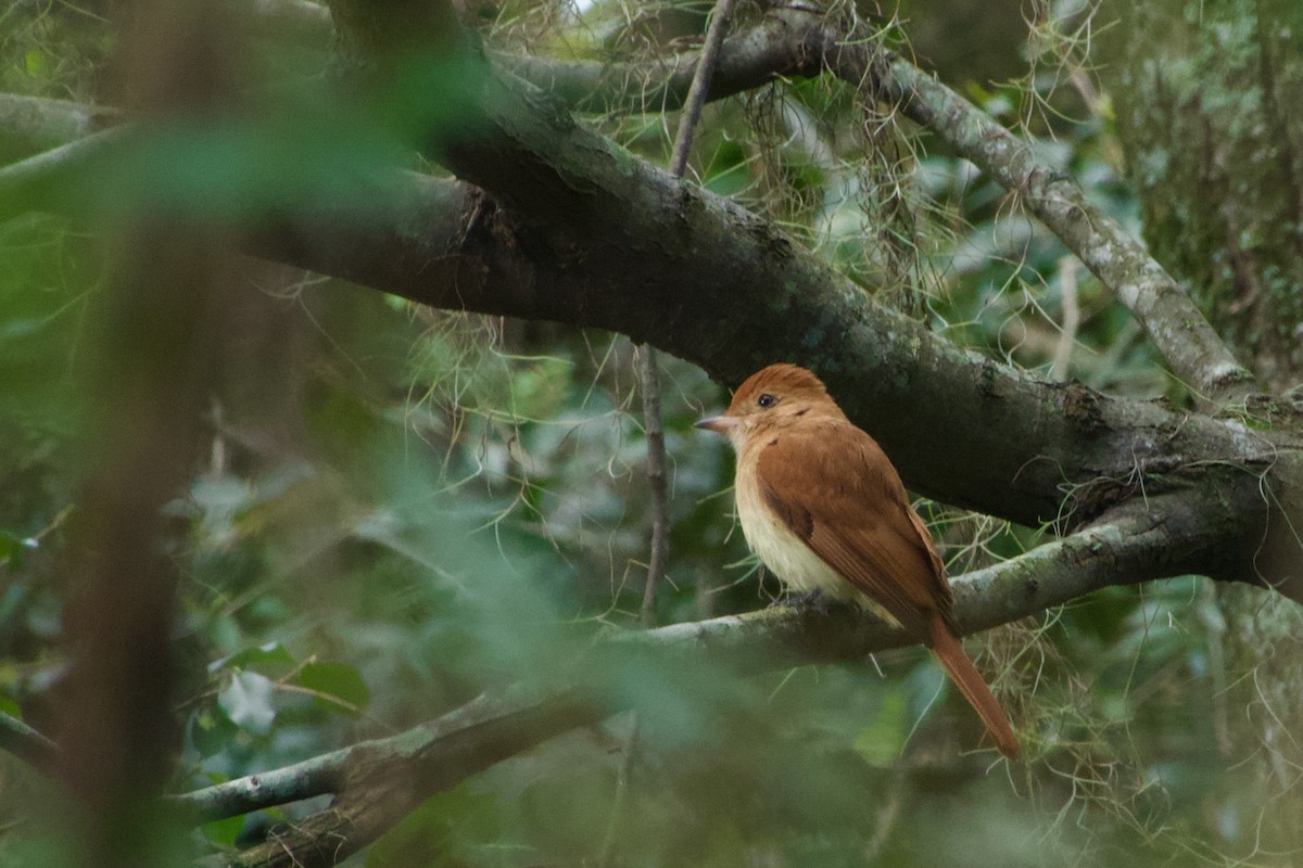 Rufous Casiornis - ML640002581