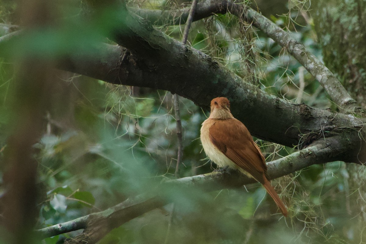 Rufous Casiornis - ML640002582