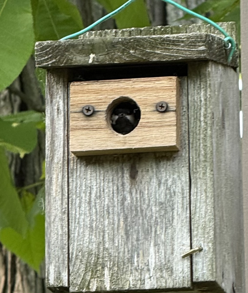 Black-capped Chickadee - ML640002596