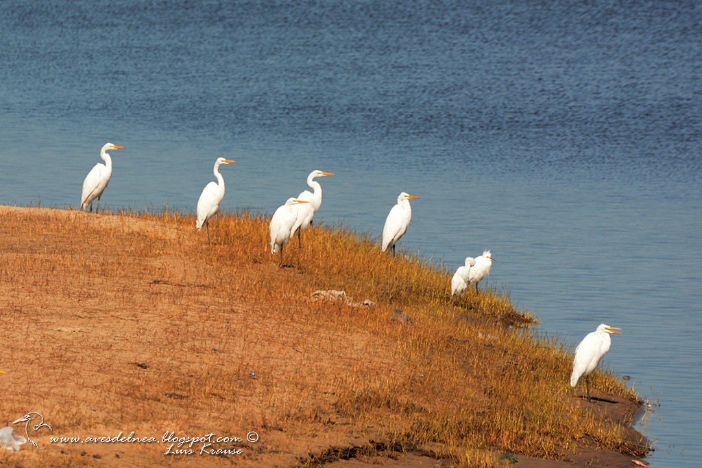 Great Egret - ML64000261